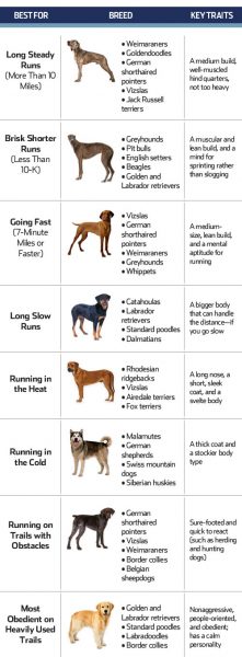 Tips Hardlopen met Hond
