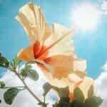 Vitamine D
