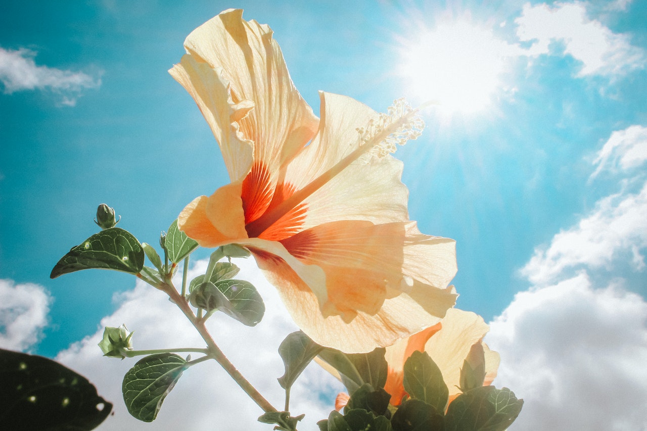 Vitamine D