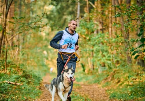 wat is canicross? tips over harldopen met hond