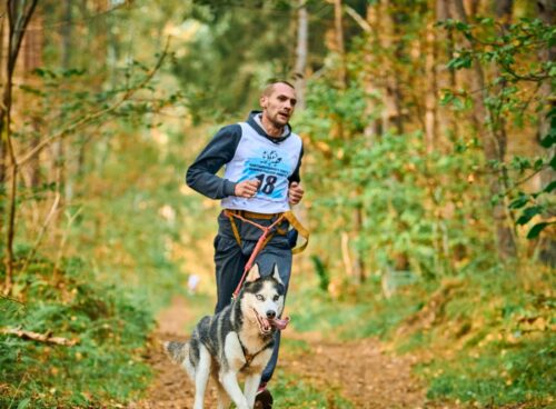 wat is canicross? tips over harldopen met hond